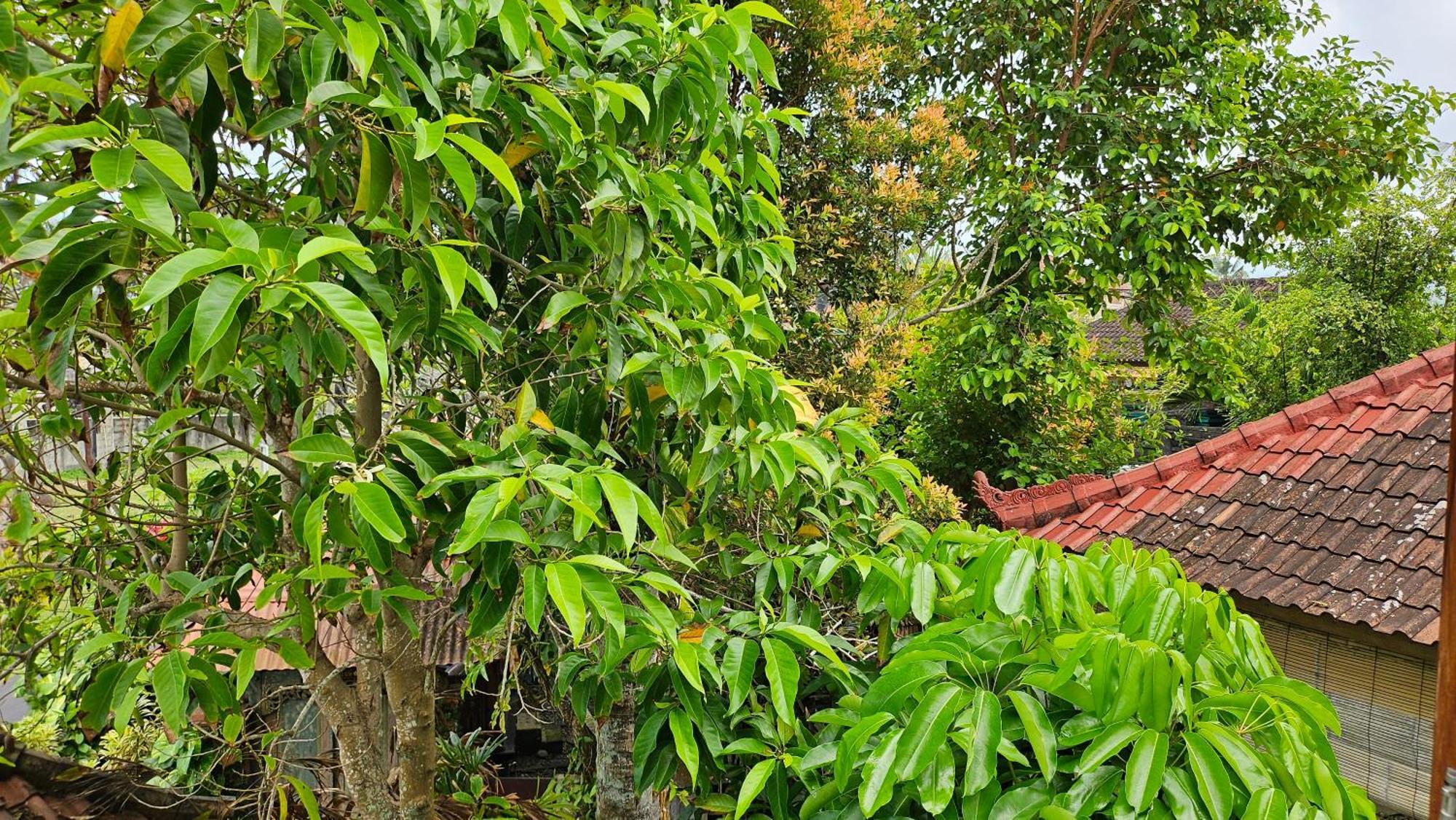 Pondok Pisces Bungalows Balian Beach Selemadeg  部屋 写真
